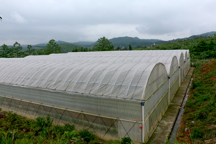 Organic Greenhouse
